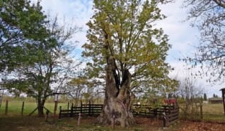 Legendák Mátészalka környékén: Petőfi fája