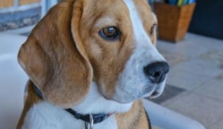 Több mint etetés és séta