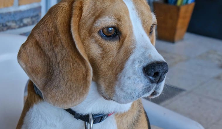 Több mint etetés és séta