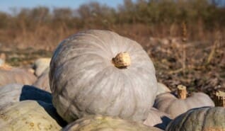 Ízből, hagyományból, szívből